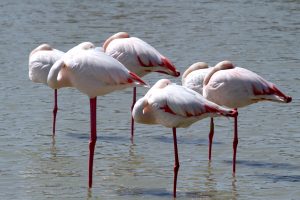 flamants-roses